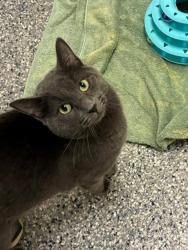 Shelter Stray Male Cat last seen Near BLOCK E 78TH AVE, 12155 Park Blvd, Brighton, CO 80601, USA