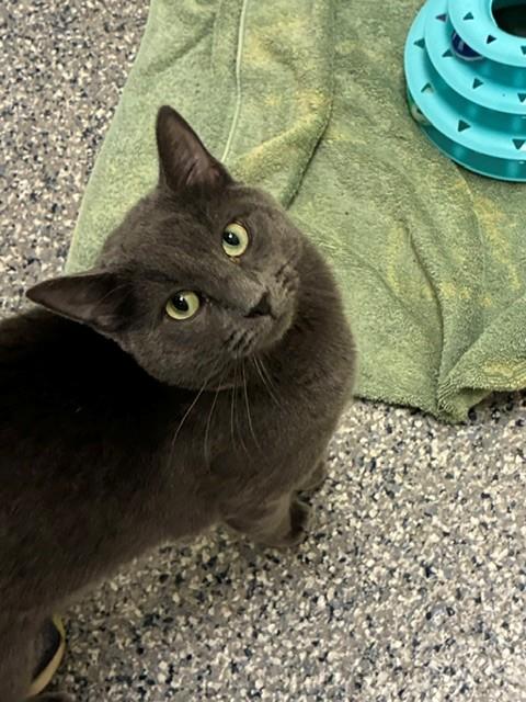 Shelter Stray Male Cat last seen Near BLOCK E 78TH AVE, 12155 Park Blvd, Brighton, CO 80601, USA