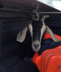 Shelter Stray Female Livestock last seen Near BLOCK PITKIN ST, 12155 Park Blvd, Brighton, CO 80601, USA