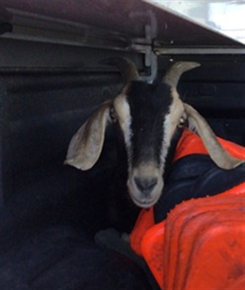 Shelter Stray Female Livestock last seen Near BLOCK PITKIN ST, 12155 Park Blvd, Brighton, CO 80601, USA