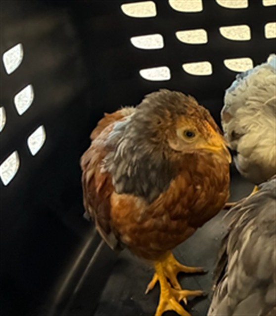 Shelter Stray Unknown Bird last seen Near BLOCK HANIBEL ST, 12155 Park Blvd, Brighton, CO 80601, USA