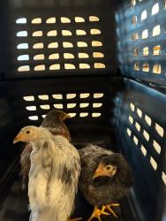 Shelter Stray Unknown Bird last seen Near BLOCK HANIBEL ST, 12155 Park Blvd, Brighton, CO 80601, USA