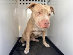 Shelter Stray Male Dog last seen Near BLOCK ROAD 192, PORTERVILLE, CA, Visalia, CA 93292, USA
