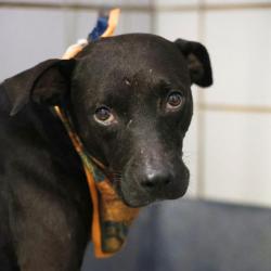 Shelter Stray Male Dog last seen Near BLOCK PENDLETON, 4710 TX-151, San Antonio, TX 78227, USA