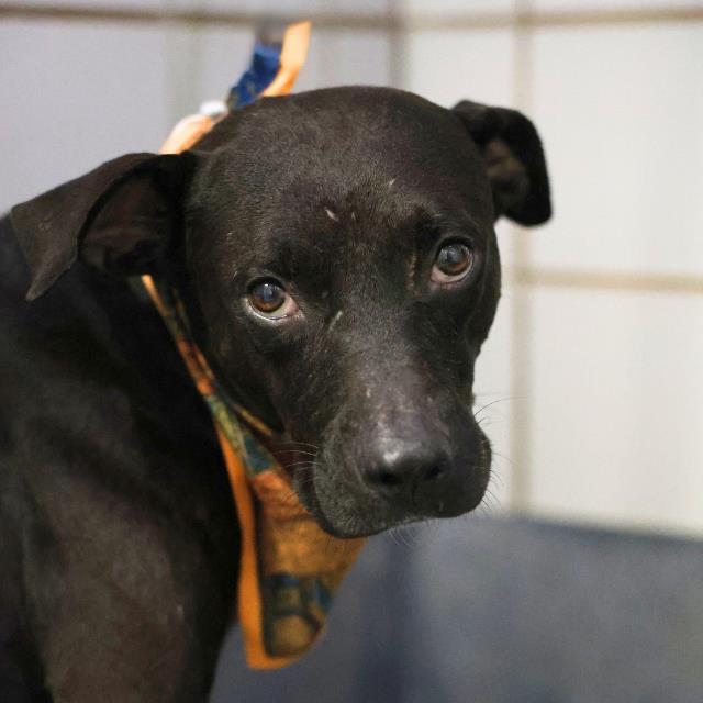 Shelter Stray Male Dog last seen Near BLOCK PENDLETON, 4710 TX-151, San Antonio, TX 78227, USA