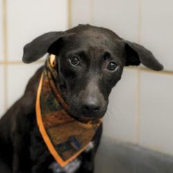 Shelter Stray Female Dog last seen Near BLOCK PENDLETON, 4710 TX-151, San Antonio, TX 78227, USA