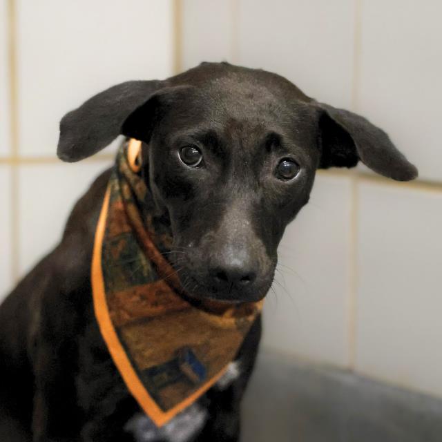 Shelter Stray Female Dog last seen Near BLOCK PENDLETON, 4710 TX-151, San Antonio, TX 78227, USA