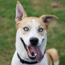 Shelter Stray Male Dog last seen KELSEY AVE, 4710 TX-151, San Antonio, TX 78227, USA