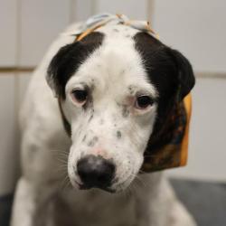 Shelter Stray Male Dog last seen Near BLOCK BALLARD, 4710 TX-151, San Antonio, TX 78227, USA