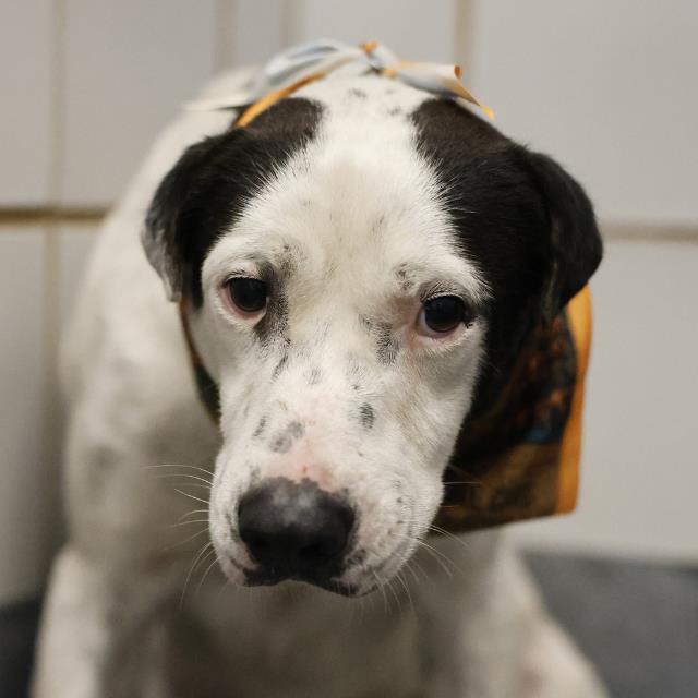 Shelter Stray Male Dog last seen Near BLOCK BALLARD, 4710 TX-151, San Antonio, TX 78227, USA