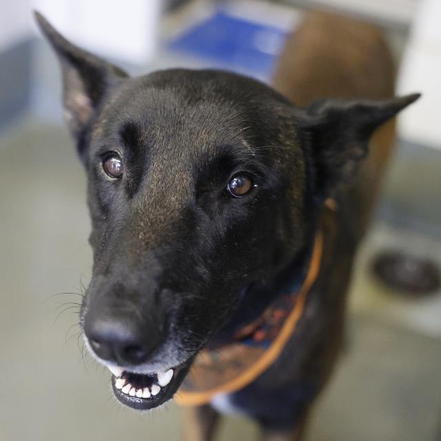 Shelter Stray Male Dog last seen Near BLOCK QUERIDA, 4710 TX-151, San Antonio, TX 78227, USA