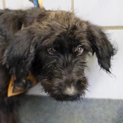 Shelter Stray Male Dog last seen Near BLOCK NANCY PLACE, 4710 TX-151, San Antonio, TX 78227, USA