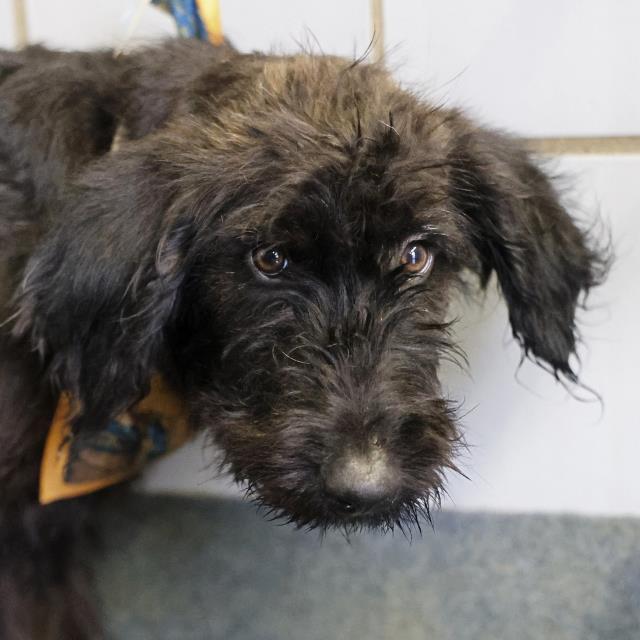 Shelter Stray Male Dog last seen Near BLOCK NANCY PLACE, 4710 TX-151, San Antonio, TX 78227, USA