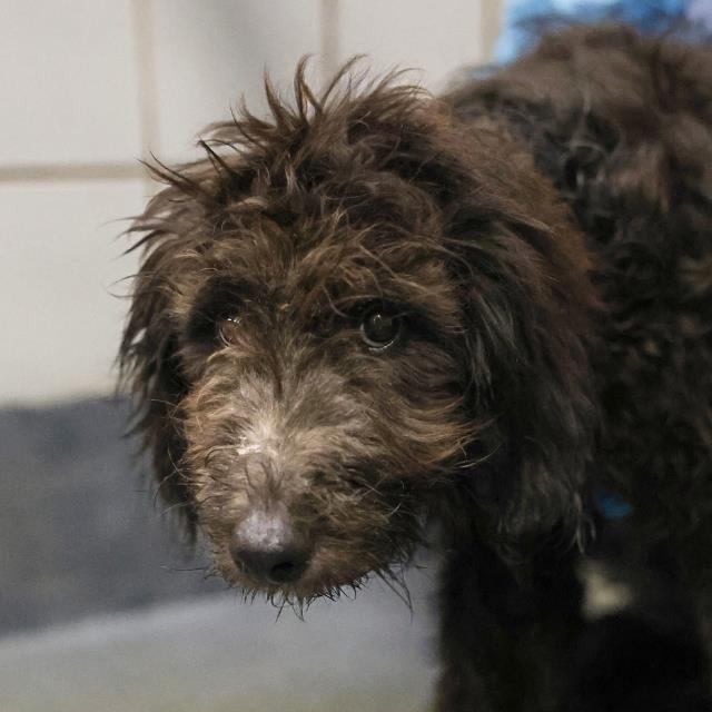 Shelter Stray Female Dog last seen Near BLOCK NANCY PLACE, 4710 TX-151, San Antonio, TX 78227, USA