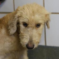 Shelter Stray Male Dog last seen Near BLOCK NANCY PLACE, 4710 TX-151, San Antonio, TX 78227, USA
