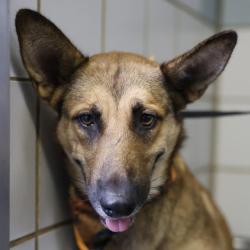 Shelter Stray Female Dog last seen Near BLOCK NANCY PLACE, 4710 TX-151, San Antonio, TX 78227, USA