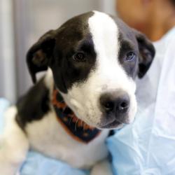Shelter Stray Female Dog last seen Near BLOCK HOPE DR, 4710 TX-151, San Antonio, TX 78227, USA