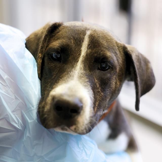 Shelter Stray Male Dog last seen Near BLOCK HOPE DR, 4710 TX-151, San Antonio, TX 78227, USA