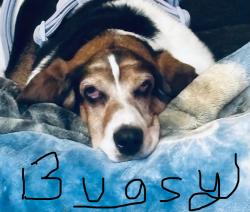 Lost Female Dog last seen Westbury ct and Westbury Dr, Iowa City, IA 52245