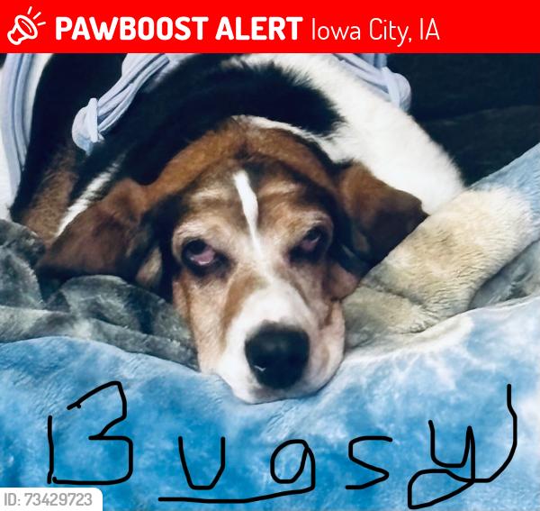 Lost Female Dog last seen Westbury ct and Westbury Dr, Iowa City, IA 52245