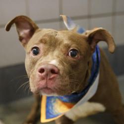 Shelter Stray Male Dog last seen Near BLOCK IH 10 W, 4710 TX-151, San Antonio, TX 78227, USA