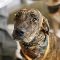 Shelter Stray Female Dog last seen Near BLOCK CHARCLIFF DR, 4710 TX-151, San Antonio, TX 78227, USA
