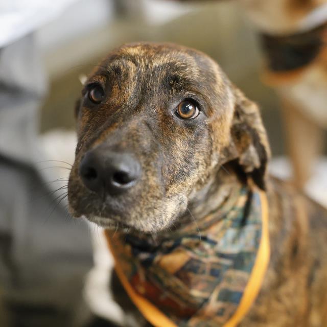 Shelter Stray Female Dog last seen Near BLOCK CHARCLIFF DR, 4710 TX-151, San Antonio, TX 78227, USA