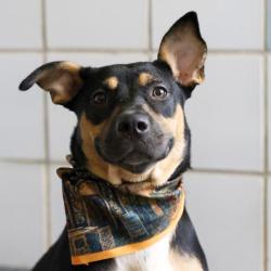 Shelter Stray Female Dog last seen Near BLOCK CHARCLIFF DR, 4710 TX-151, San Antonio, TX 78227, USA