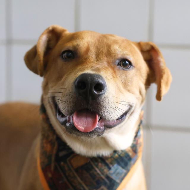 Shelter Stray Male Dog last seen Near BLOCK CHARCLIFF DR, 4710 TX-151, San Antonio, TX 78227, USA
