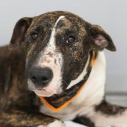Shelter Stray Male Dog last seen Near BLOCK QUINTANA RD, 4710 TX-151, San Antonio, TX 78227, USA
