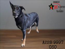 Shelter Stray Male Dog last seen , 1850 W 60th St, Los Angeles, CA 90047, USA