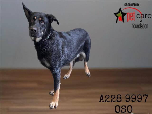 Shelter Stray Male Dog last seen , 1850 W 60th St, Los Angeles, CA 90047, USA