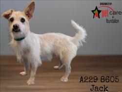 Shelter Stray Male Dog last seen , 1850 W 60th St, Los Angeles, CA 90047, USA