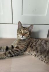 Reunited Female Cat last seen Esther st. And, New Smyrna Beach, FL 32170