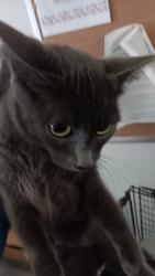 Shelter Stray Female Cat last seen , 1850 W 60th St, Los Angeles, CA 90047, USA