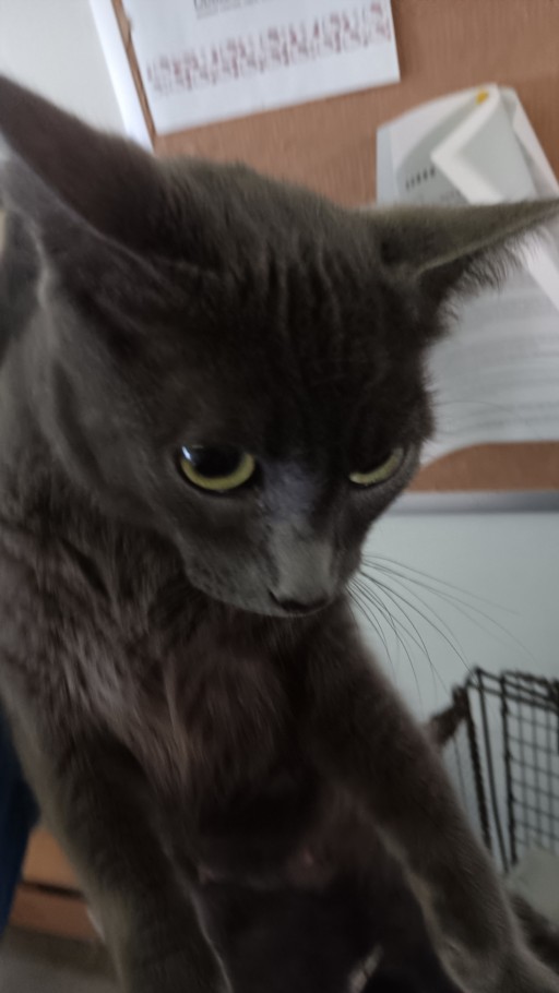 Shelter Stray Female Cat last seen , 1850 W 60th St, Los Angeles, CA 90047, USA