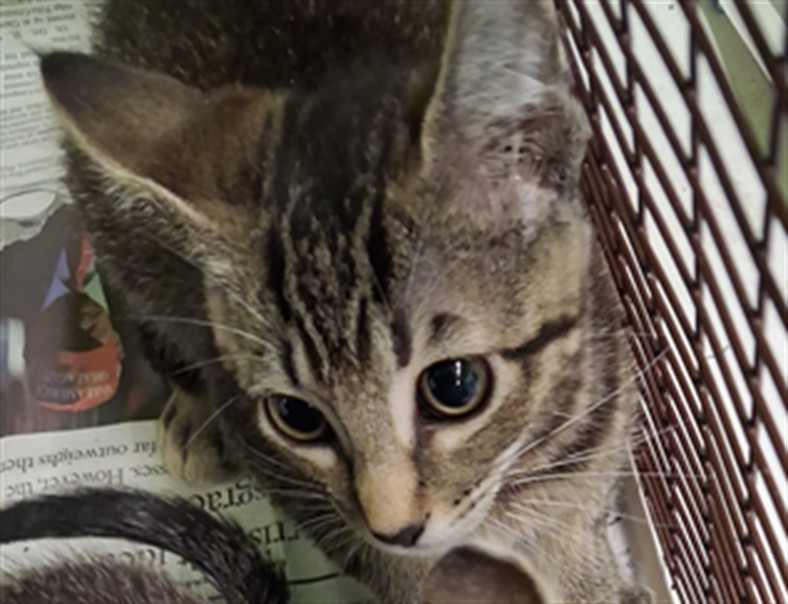 Shelter Stray Male Cat last seen , 1850 W 60th St, Los Angeles, CA 90047, USA