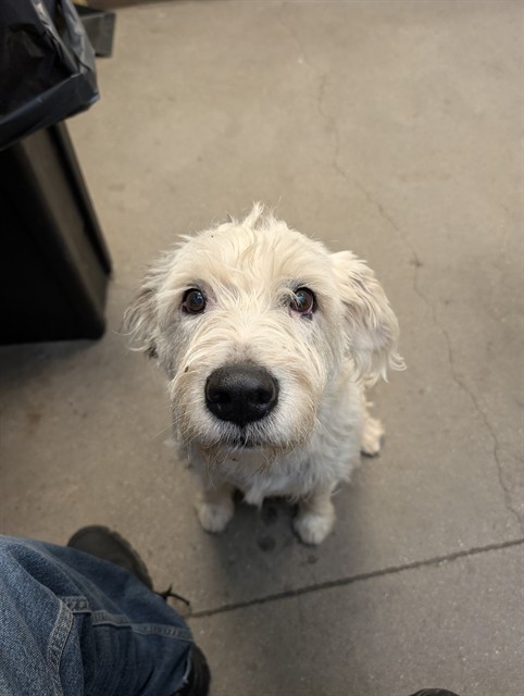 Shelter Stray Male Dog last seen , 4000 N Silverbell Rd, Tucson, AZ 85745, USA
