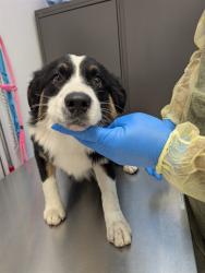 Shelter Stray Male Dog last seen , 4000 N Silverbell Rd, Tucson, AZ 85745, USA