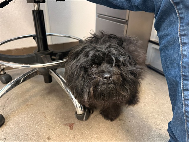 Shelter Stray Female Dog last seen , 4000 N Silverbell Rd, Tucson, AZ 85745, USA