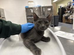 Shelter Stray Male Cat last seen Near BLOCK ALADDIN ST, INDIO, CA, 72050 Pet Land Pl, Thousand Palms, CA 92276, USA