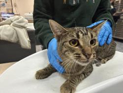 Shelter Stray Female Cat last seen Near BLOCK ALADDIN ST, INDIO, CA, 72050 Pet Land Pl, Thousand Palms, CA 92276, USA