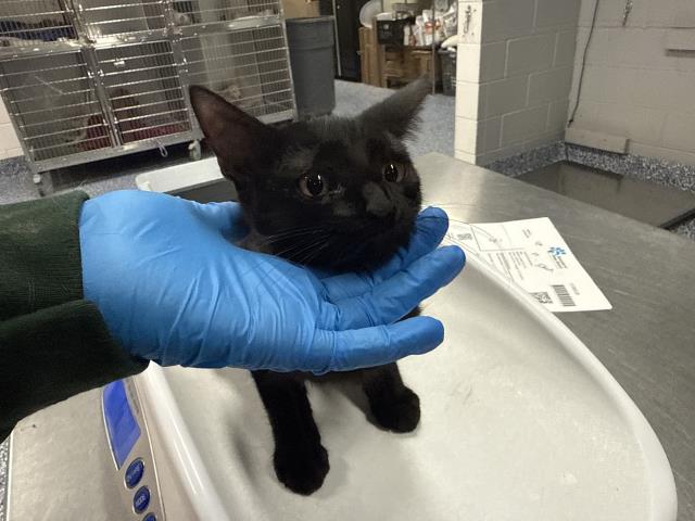 Shelter Stray Male Cat last seen Near BLOCK ALADDIN ST, INDIO, CA, 72050 Pet Land Pl, Thousand Palms, CA 92276, USA