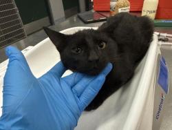 Shelter Stray Female Cat last seen Near BLOCK ALADDIN ST, INDIO, CA, 72050 Pet Land Pl, Thousand Palms, CA 92276, USA
