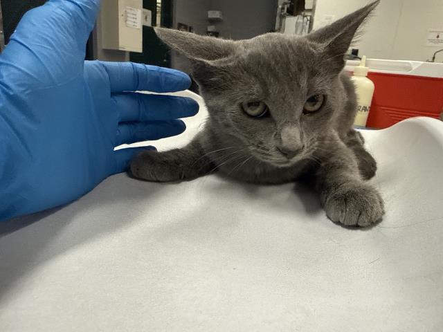 Shelter Stray Female Cat last seen Near BLOCK ALADDIN ST, INDIO, CA, 72050 Pet Land Pl, Thousand Palms, CA 92276, USA