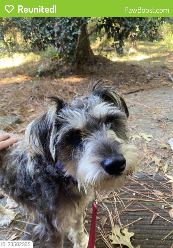 Reunited Male Dog last seen Clairmont Ave, Macon, GA 31204
