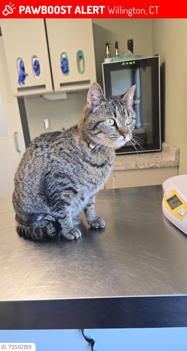Lost Female Cat last seen Moose media road, Willington, CT 06279