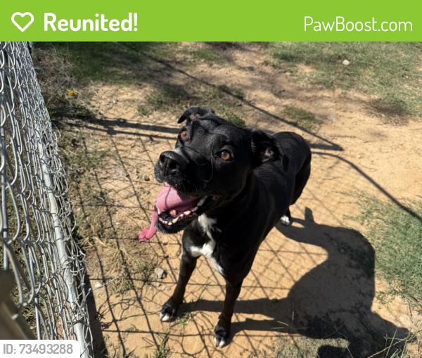 Reunited Unknown Dog last seen 111th and 305, Coweta, OK 74429