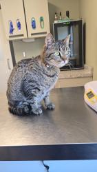 Lost Female Cat last seen Moose media road, Willington, CT 06279