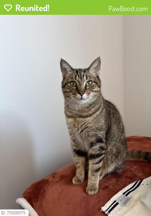 Reunited Male Cat last seen Brownell Blvd/Stewart Ave, Flint, MI 48504
